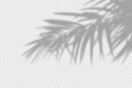 Shadow overlay of palm tree branch. Transparent overlay shadow effect from tropical palm leaves. Royalty Free Stock Photo